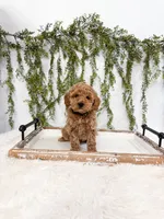 Buddy, a male Poodle - Miniature  and Miniature Goldendoodle for sale in Mobile, AL – Photo 4 of 7