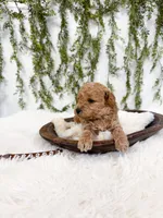 Buddy, a male Poodle - Miniature  and Miniature Goldendoodle for sale in Mobile, AL – Photo 7 of 7