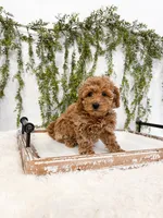 Buddy, a male Poodle - Miniature  and Miniature Goldendoodle for sale in Mobile, AL – Photo 3 of 7