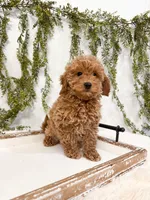 Buddy, a male Poodle - Miniature  and Miniature Goldendoodle for sale in Mobile, AL – Photo 2 of 7