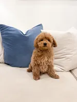 Buddy, a male Poodle - Miniature  and Miniature Goldendoodle for sale in Mobile, AL – Photo 1 of 7