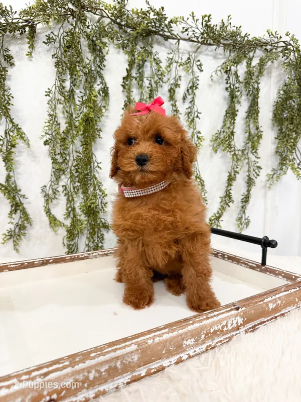 Maple – Poodle - Miniature  puppy for sale in Mobile, AL