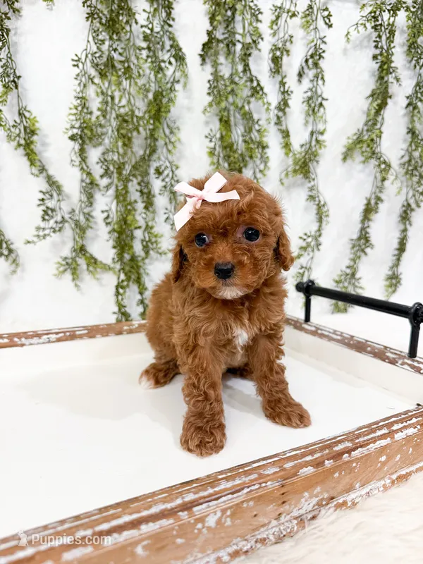 Daisy – Cavapoo puppy for sale in Mobile, AL