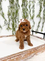 Daisy, a female Cavapoo for sale in Mobile, AL – 2 of 5