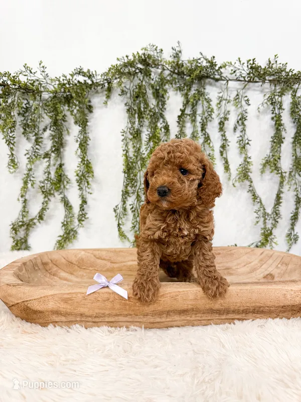 Cherry – Poodle - Miniature , Miniature Goldendoodle puppy for sale in Mobile, AL