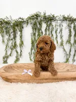 Cherry, a female Poodle - Miniature  and Miniature Goldendoodle for sale in Mobile, AL – 3 of 6