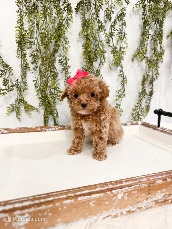 Pippa – Cavapoo puppy on hold in Mobile, AL
