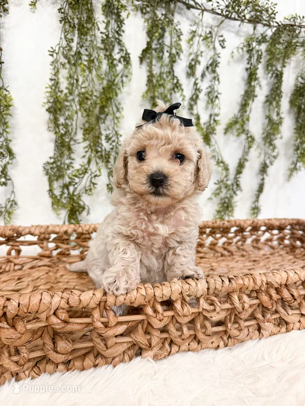 Clementine – Poodle - Miniature , Miniature Goldendoodle puppy for sale in Mobile, AL