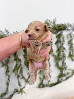 Pippa, a female Cavapoo for sale in Mobile, AL – 4 of 4