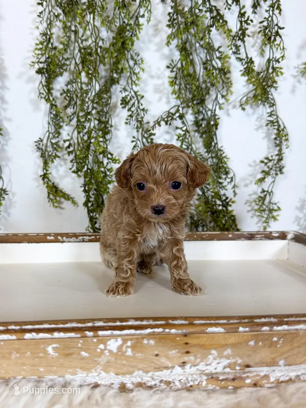 Pippa – Cavapoo puppy for sale in Mobile, AL