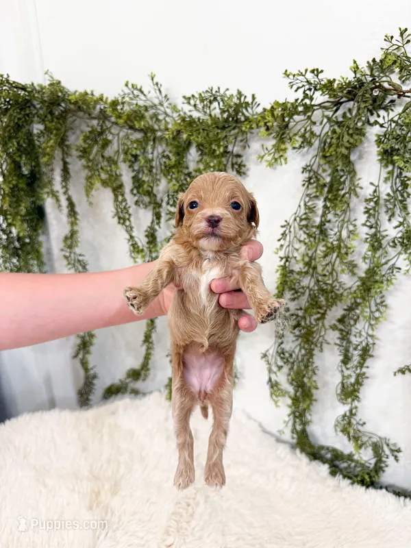 Pippa – Cavapoo puppy for sale in Mobile, AL