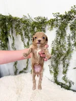 Pippa, a female Cavapoo for sale in Mobile, AL – 3 of 4