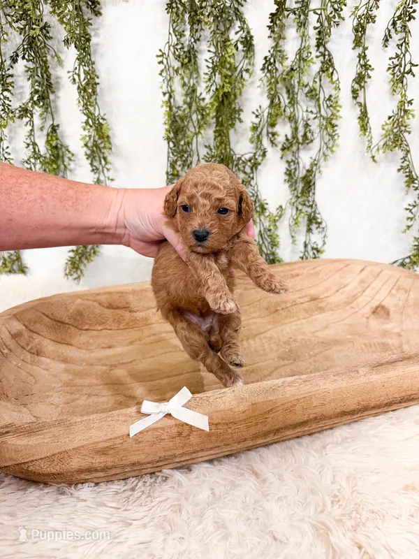 Cinnamon – Poodle - Miniature  puppy for sale in Mobile, AL