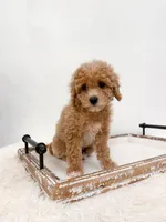Caroline, a female Poodle - Miniature  and Miniature Goldendoodle for sale in Mobile, AL – Photo 2 of 2