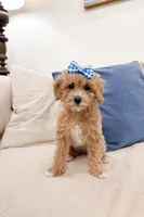 Caroline, a female Poodle - Miniature  and Miniature Goldendoodle for sale in Mobile, AL – Photo 1 of 2