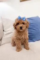 Georgia, a female Poodle - Miniature  and Miniature Goldendoodle for sale in Mobile, AL – Photo 1 of 2