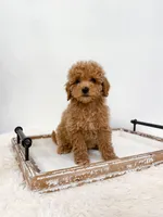 Georgia, a female Poodle - Miniature  and Miniature Goldendoodle for sale in Mobile, AL – Photo 2 of 2