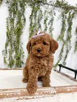 Cherry, a female Poodle - Miniature  and Miniature Goldendoodle for sale in Mobile, AL – 2 of 6