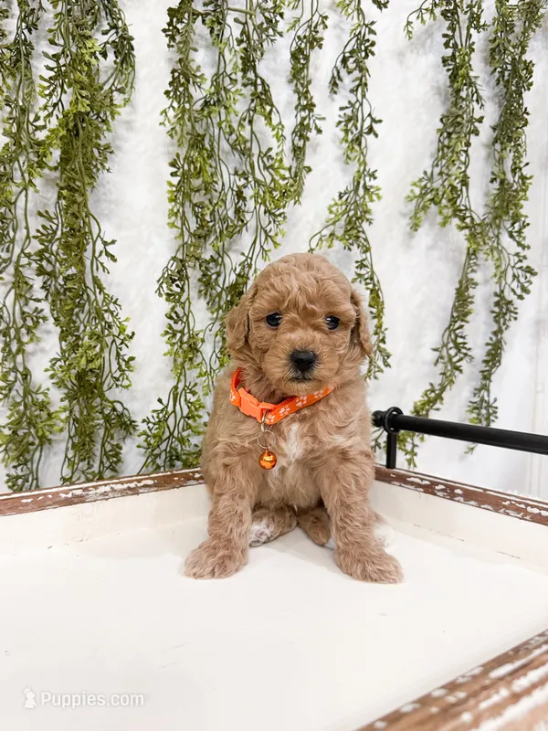 Waffles – Poodle - Miniature  puppy for sale in Mobile, AL