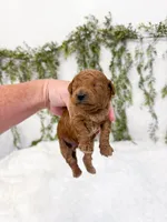 Elderberry, a male Poodle - Miniature  and Miniature Goldendoodle for sale in Mobile, AL – 2 of 2