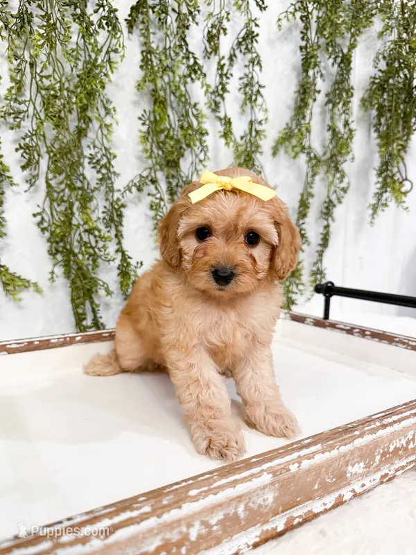 Micro Sunny – Cavapoo, Poodle - Toy  puppy for sale in Mobile, AL