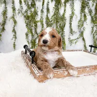 Sven, a male Goldendoodle for sale in Mobile, AL – Photo 6 of 6