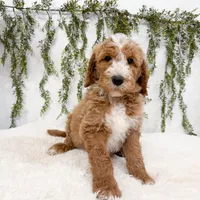 Sven, a male Goldendoodle for sale in Mobile, AL – Photo 2 of 6