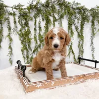 Sven, a male Goldendoodle for sale in Mobile, AL – Photo 5 of 6