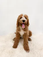 Sven, a male Goldendoodle for sale in Mobile, AL – Photo 1 of 6