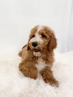 Sven, a male Goldendoodle for sale in Mobile, AL – Photo 3 of 6