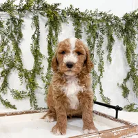 Sven, a male Goldendoodle for sale in Mobile, AL – Photo 4 of 6