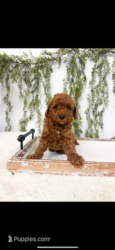 Rex – Miniature Goldendoodle puppy for sale in Mobile, AL