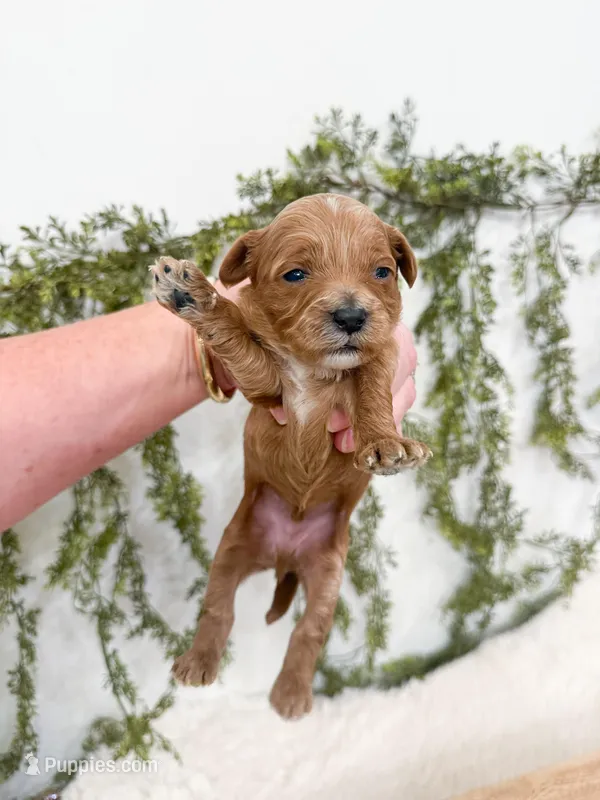 Colby – Cavapoo puppy on hold in Mobile, AL