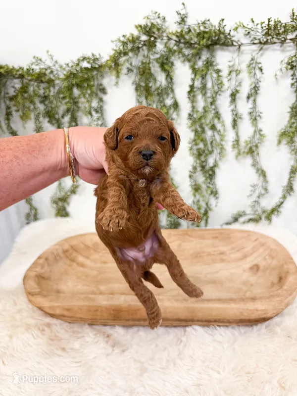 Rex – Miniature Goldendoodle puppy for sale in Mobile, AL