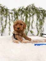 processed/93da1259-b00a-4975-bb97-5ab4f29b4aa3/listing/d4097b82-30a0-4911-985d-150884bb694a/8992d4bc-5724-4428-bc84-04979036149c