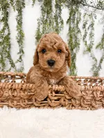 Melon, a male Poodle - Miniature  and Miniature Goldendoodle for sale in Mobile, AL – 1 of 1