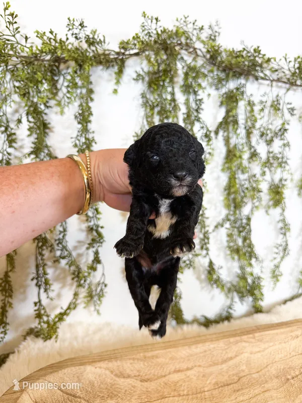 Olive, a female Poodle - Miniature  and Miniature Goldendoodle for sale in Mobile, AL – 1 of 1
