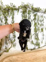 Olive, a female Poodle - Miniature  and Miniature Goldendoodle for sale in Mobile, AL – 1 of 1