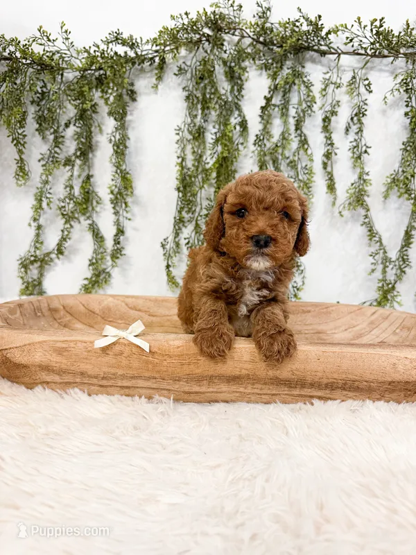 Strawberry – Poodle - Miniature , Miniature Goldendoodle puppy for sale in Mobile, AL