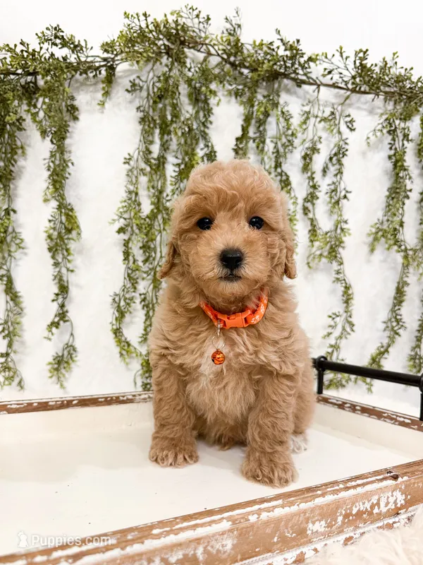 Waffles – Poodle - Miniature  puppy for sale in Mobile, AL