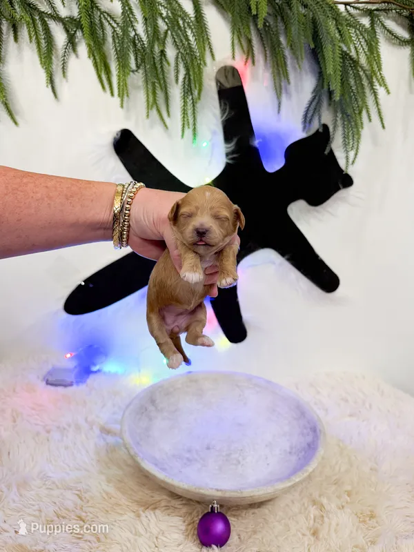 Audrey – Shihpoo puppy for sale in Mobile, AL
