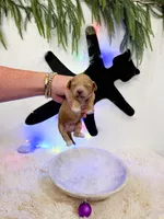 Audrey, a female Shihpoo for sale in Mobile, AL – 1 of 1