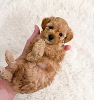 Micro Coast, a male Cavapoo and Poodle - Toy  for sale in Mobile, AL – 1 of 2