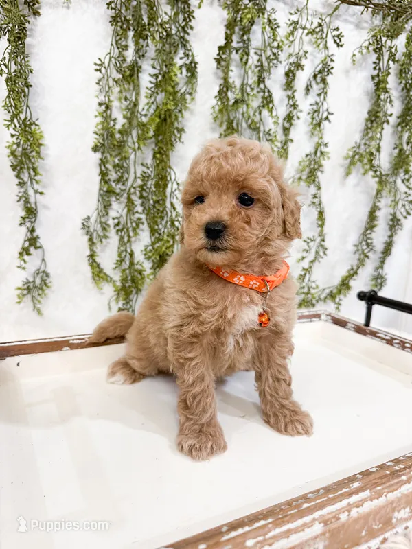 Waffles – Poodle - Miniature  puppy for sale in Mobile, AL