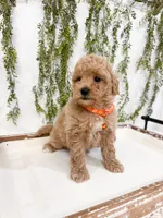 Waffles, a male Poodle - Miniature  for sale in Mobile, AL – 2 of 5