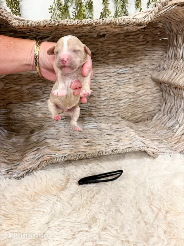 Ember  – Goldendoodle puppy for sale in Mobile, AL