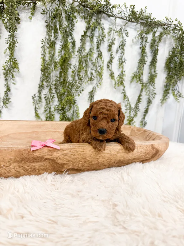 Raspberry  – Poodle - Miniature , Miniature Goldendoodle puppy for sale in Mobile, AL