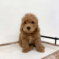 Sawyer, a male Poodle - Miniature  and Miniature Goldendoodle for sale in Mobile, AL – Photo 3 of 3