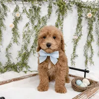 Sawyer, a male Poodle - Miniature  and Miniature Goldendoodle for sale in Mobile, AL – Photo 2 of 3
