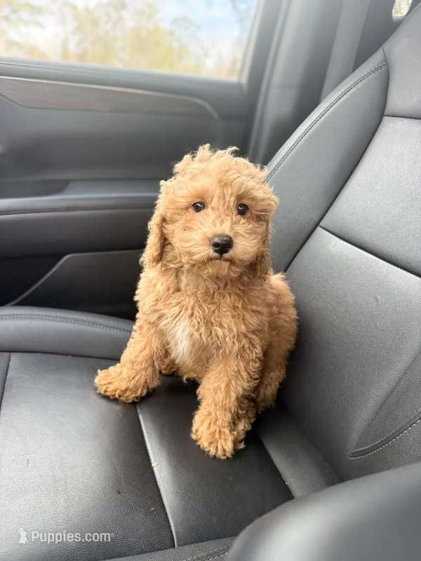 Sawyer – Poodle - Miniature , Miniature Goldendoodle puppy for sale in Mobile, AL